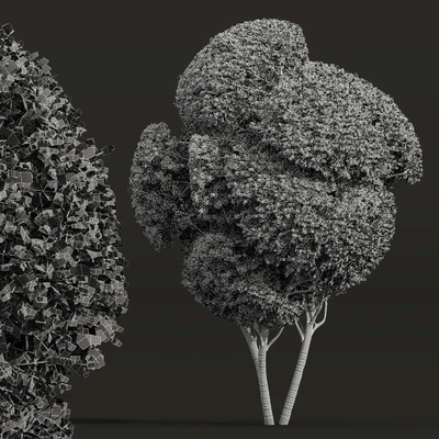 Ficus Concinna Bonsai Pruned-3 trees — Вид 3