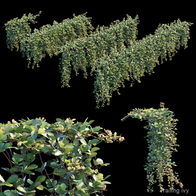 Trailing ivy 2 — Descargar