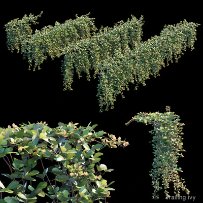 Trailing ivy 2 — Descargar