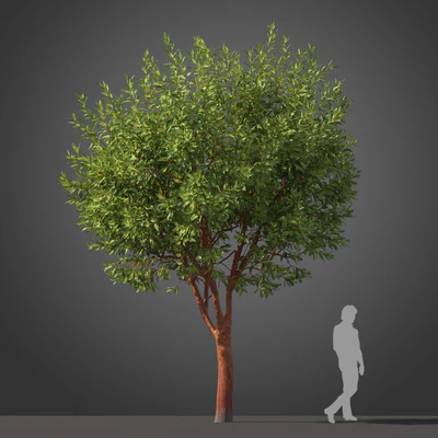 subtropical trees 040 — Descargar