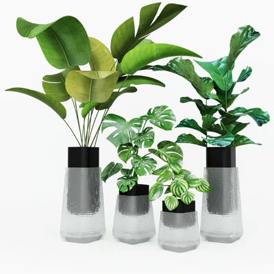 Plant collection — Ver 1