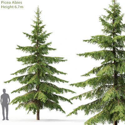 Spruce — Вид 1
