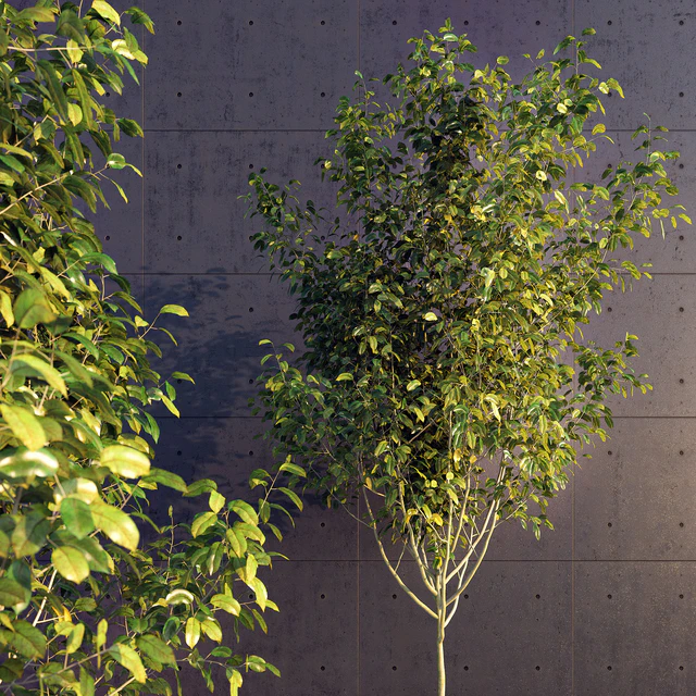 Young Tree — Скачать
