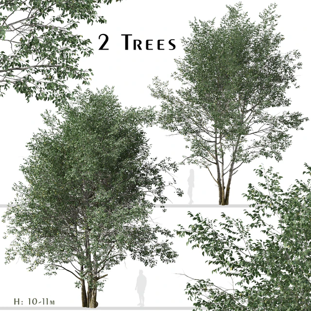Set of Downy Birch Trees (Betula pubescens) (2 Trees) — Descargar