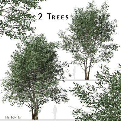 Set of Downy Birch Trees (Betula pubescens) (2 Trees) — Ver 1