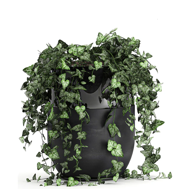 Collection of climbing and hanging plants in black pots ivy, suspension. Set 725. — Descargar