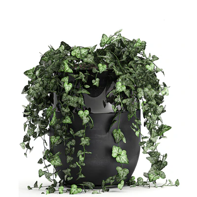 Collection of climbing and hanging plants in black pots ivy, suspension. Set 725. — Ver 4