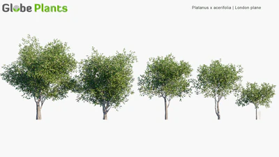 platanus acerifolia — download