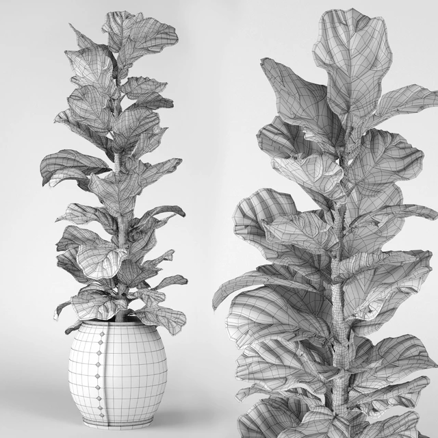 Ficus Lyrata 2 — Download