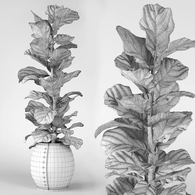 Ficus Lyrata 2 — View 2