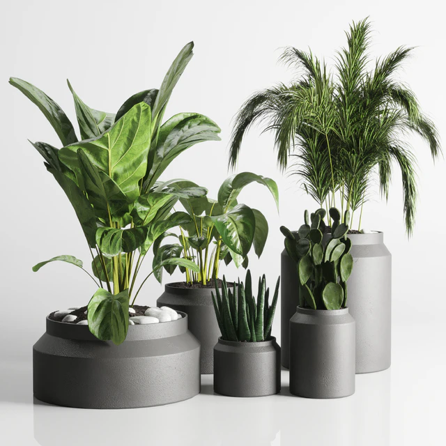 collection Indoor plant 33-concrate vase — Descargar