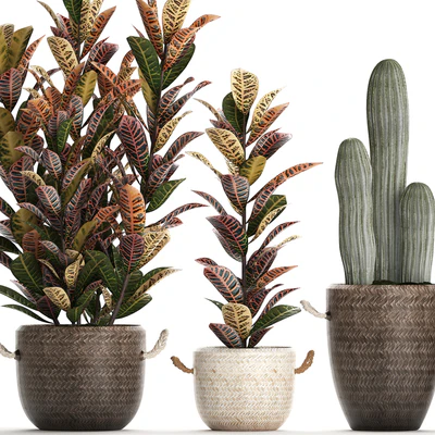 Collection of small plants in modern rattan baskets with Croton tree, cactus, sansevieria cylindrical. Set 433. — Ver 4