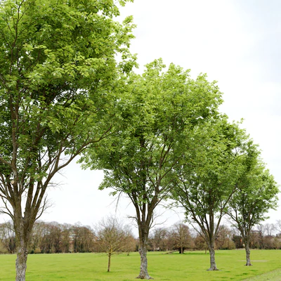 Ulmus hollandica 2 — Ver 3
