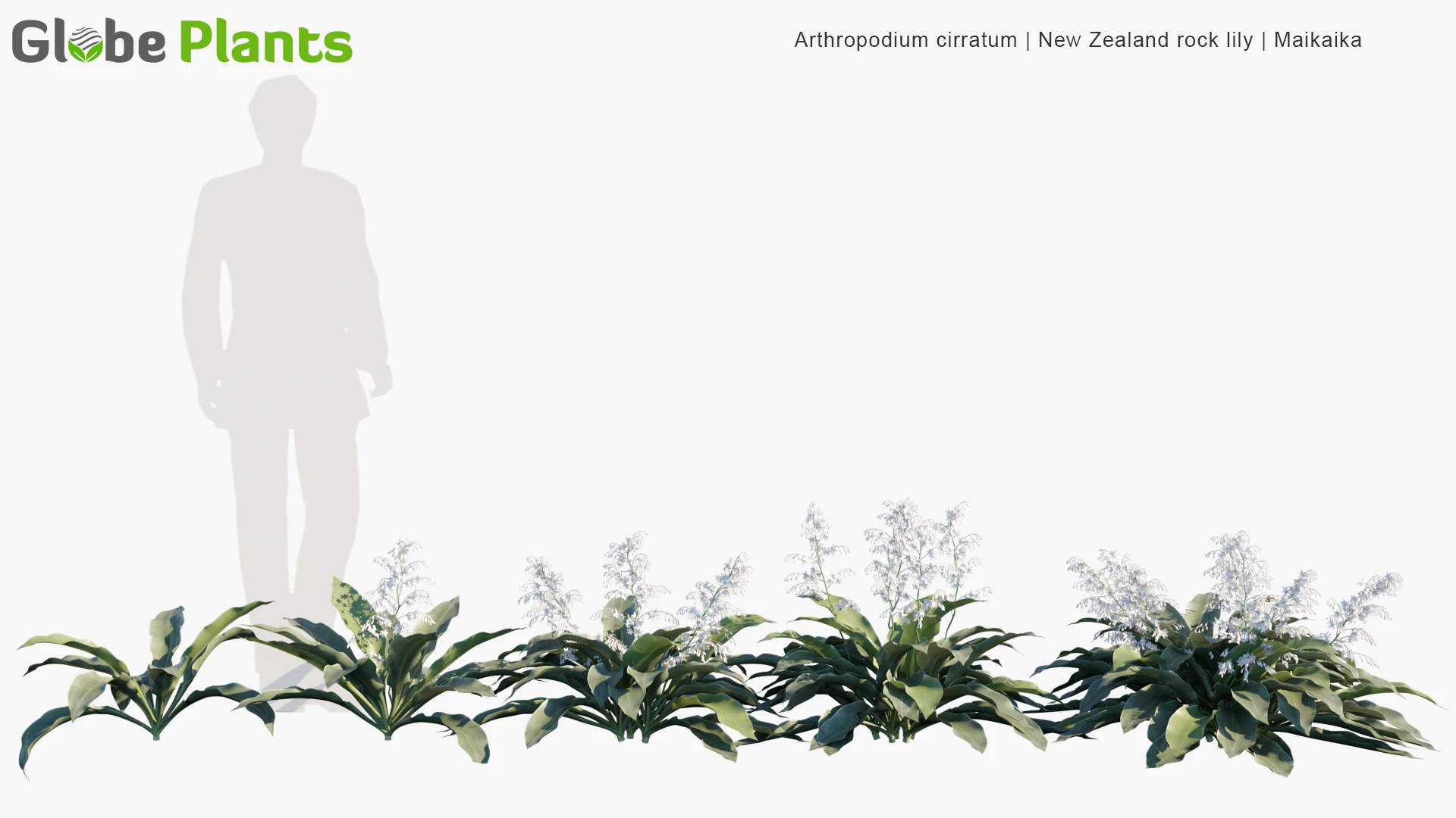 arthropodium cirratum — Скачать