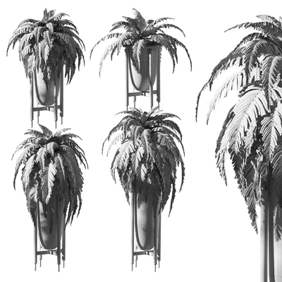 Fern in pots. 4 models — Ver 3