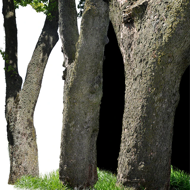 Tree trunks textures — Скачать