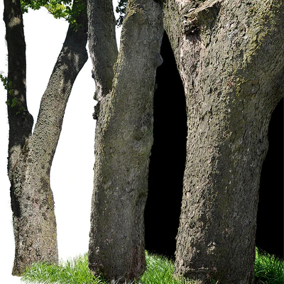 Tree trunks textures — Вид 3