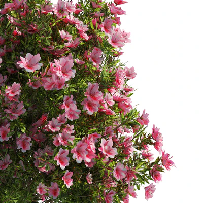 4 spring Azalea Flower Bush — Ver 5