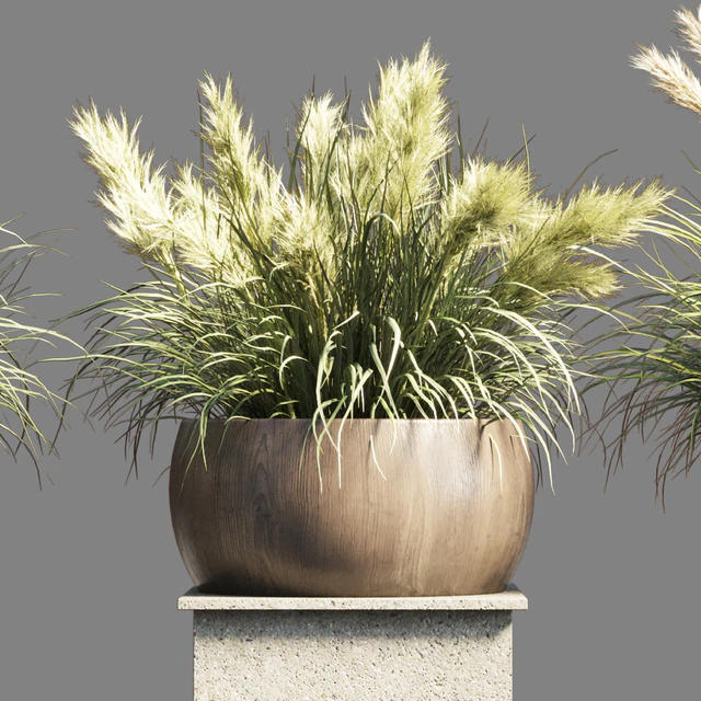 Collection outdoor indoor 70 pot palnt grass the dry pampas stand vase wooden — Descargar