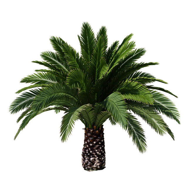 Canarian date Phoenix Canariensis V5 February+December — Descargar