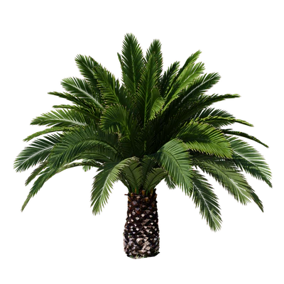 Canarian date Phoenix Canariensis V5 February+December — Ver 1