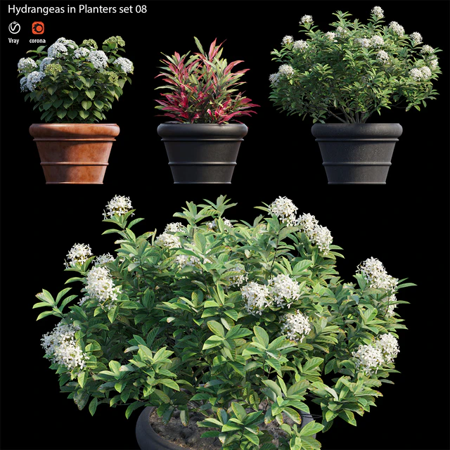Hydrangea in planters set 08 — Descargar