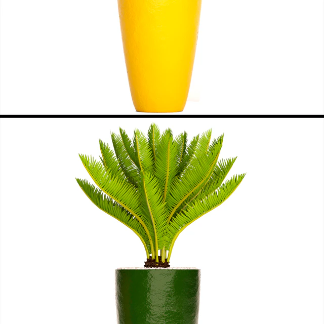 A collection of plants in pots. Cycas, Ficus lyrata, bush, fan palm, alocasia, pot, flowerpot, flower, Sansevieria — Download