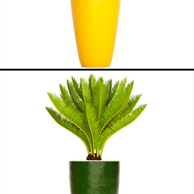 A collection of plants in pots. Cycas, Ficus lyrata, bush, fan palm, alocasia, pot, flowerpot, flower, Sansevieria — View 3