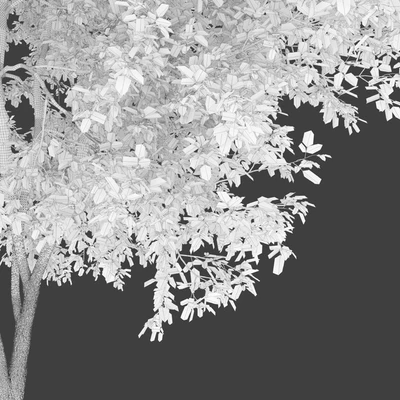 Fraxinus mandshurica 2 — Ver 5