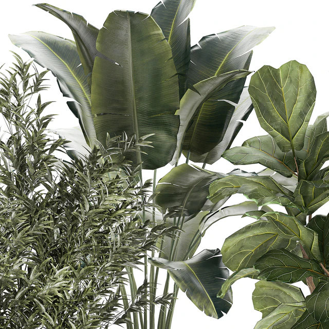 Banana palm and Ficus lyrata in a pot with bamboo bush. Plant collection 1299 — Descargar