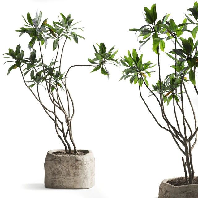 Tree in stone Planter — Descargar