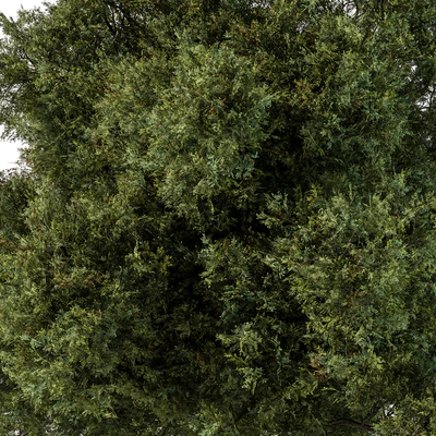 Tree Green Maple - Set 99 — Ver 2