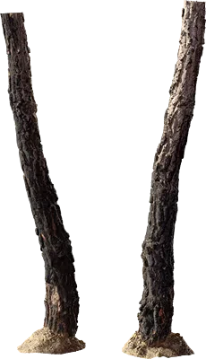 burnt tree trunk 001 — Descargar