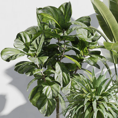 indoor plant set 66 — Вид 5