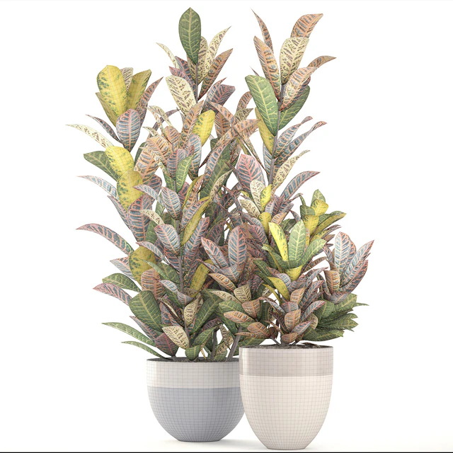 Collection of plants. Croton, Flowerpot, tree, bush, interior, indoor, decorative, exotic plants — Descargar