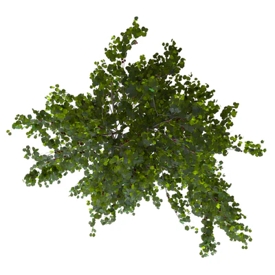 Куст вишни — Вид 3