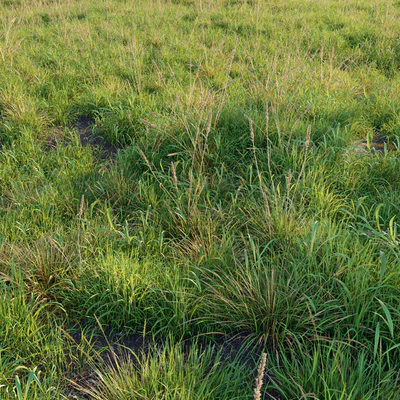 Meadow 09 — Вид 4