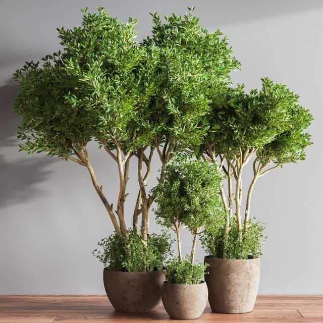 Indoor Plant Set 50 — Descargar