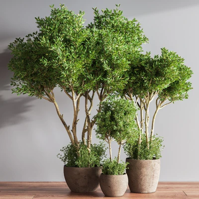 Indoor Plant Set 50 — Ver 1