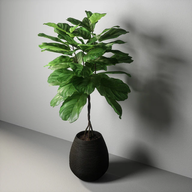 ficus lyrata — Descargar