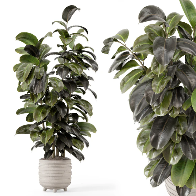 Indoor Plants in rusty Concrete Pot - Set 1209 — Descargar