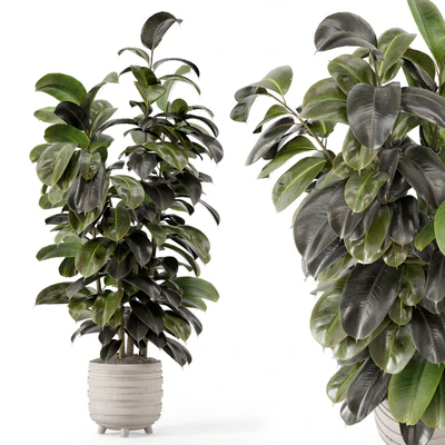 Indoor Plants in rusty Concrete Pot - Set 1209 — Ver 1