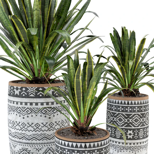 Indoor Plants  in Concrete Pots - Set 36 — Скачать