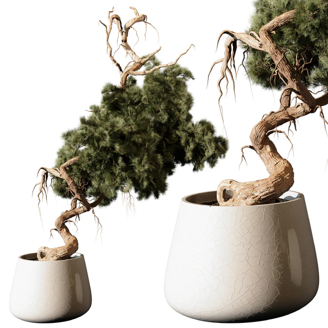 indoor Plant 246 — Descargar