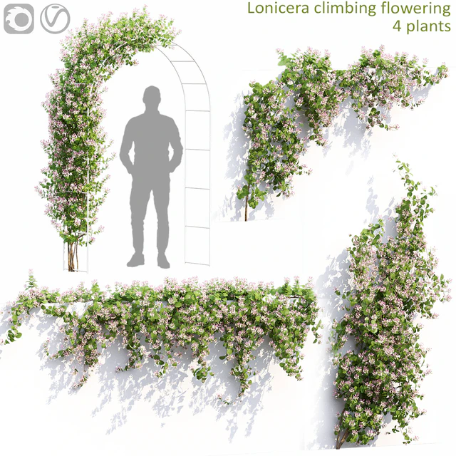Lonicera flowering # 1 — Descargar