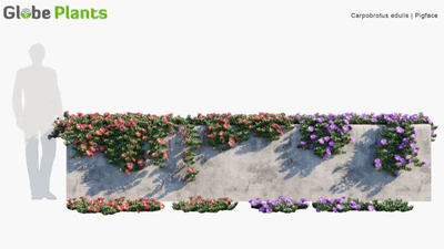 carpobrotus edulis — download