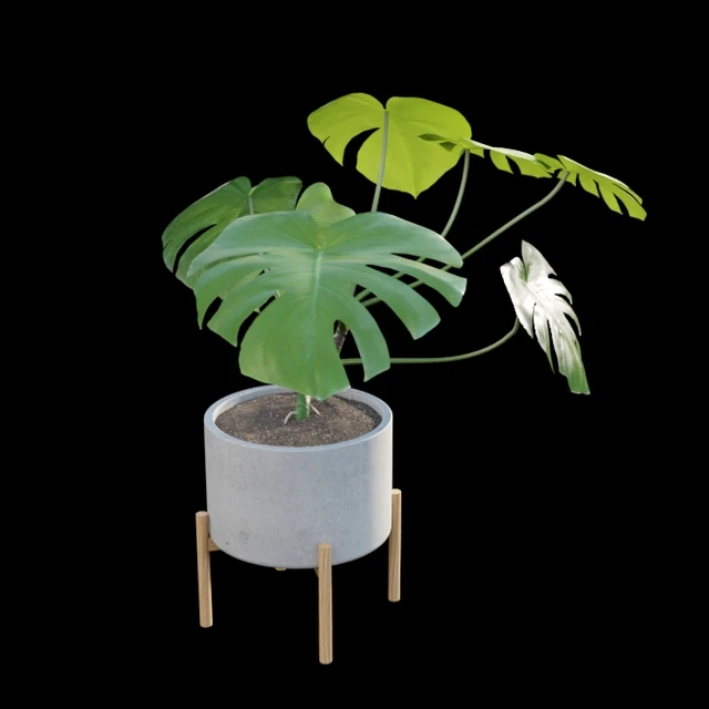 Monstera deliciosa — Скачать