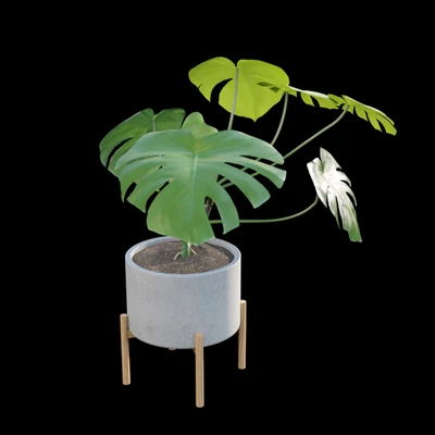 Monstera deliciosa — Вид 6