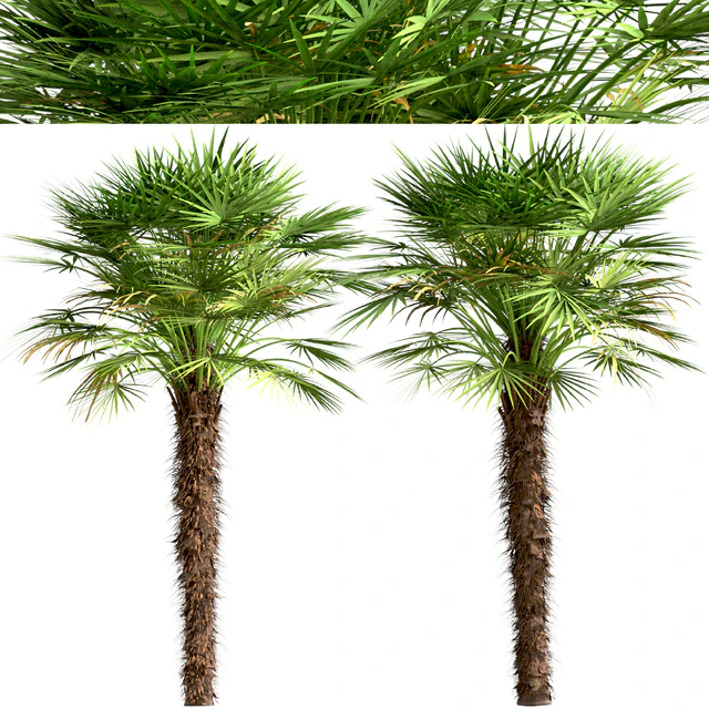Set of European Fan Palm trees (Chamaerops Humilis) (3 Trees) — Descargar