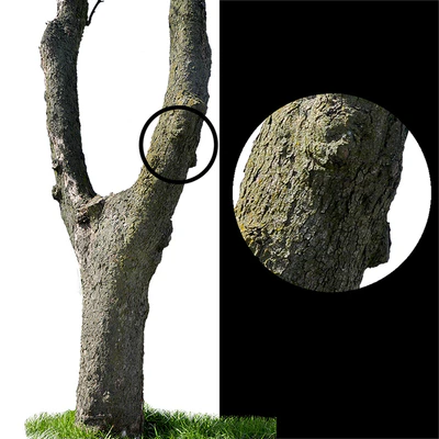 Tree trunks textures — Вид 1